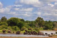 Kruger NP - Elephant Family 7